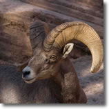 Mountain Sheep Ram