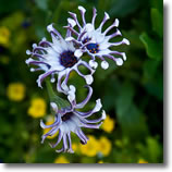 2012 Participant Gallery